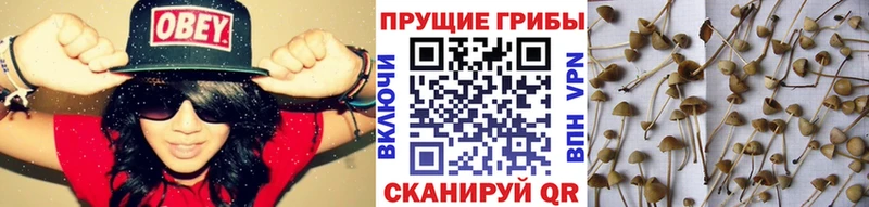 mega маркетплейс  Серпухов  Псилоцибиновые грибы мицелий 